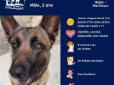 À la recherche d'une famille : chien Berger Malinois de 2 ans