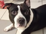Chien noir et blanc disponible à l'adoption