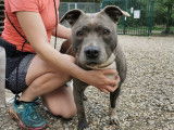 Chien American Staffordshire Terrier femelle à adopter