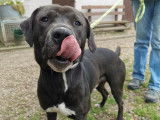 Chien Labrador mâle fauve à adopter