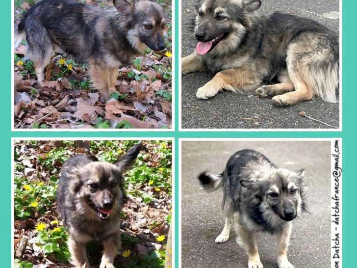 À adopter : chien âgé d'un an
