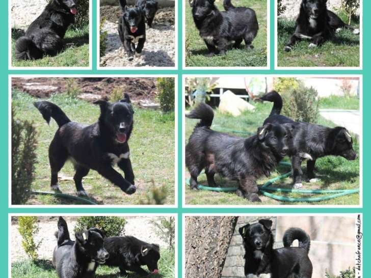 Prêt pour l'adoption : chiot femelle de 8 mois