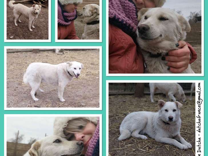 À accueillir : chienne blanche