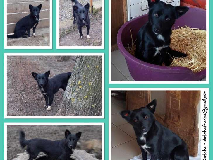 En attente d’une famille : chienne de 2 ans