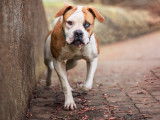 Adoption disponible : chienne Bouledogue Américain d'un an