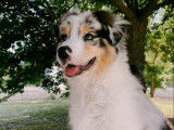 Chien Berger Australien à adopter