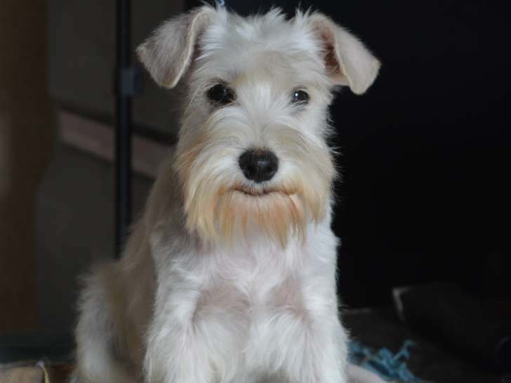 Schnauzer Nain toy blanc LOF à vendre