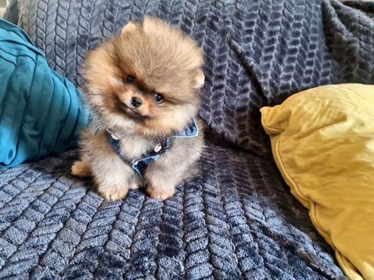 Chiots Spitz Nains à vendre