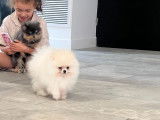 Chiots Spitz Nains à vendre
