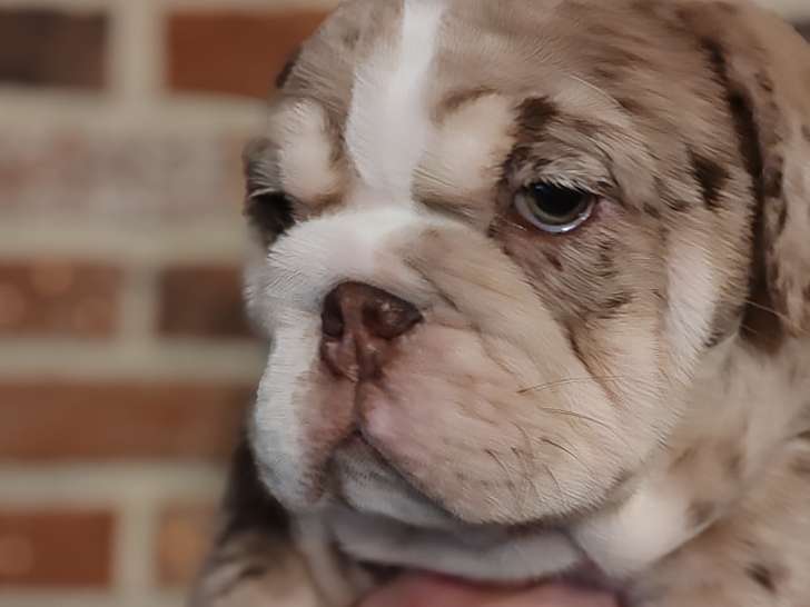 Chiots Bouledogues Anglais à vendre