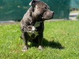 Mâle Staffordshire Bull Terrier disponible pour saillie