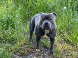 Mâle Staffordshire Bull Terrier disponible pour saillie