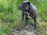 Mâle Staffordshire Bull Terrier disponible pour saillie