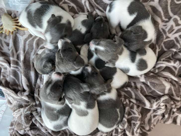 Chiots Jack Russel gris et bleu tricolore à vendre