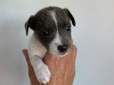 Chiots Jack Russel gris et bleu tricolore &agrave; vendre