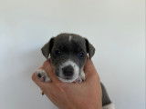 Chiots Jack Russel gris et bleu tricolore &agrave; vendre