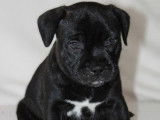 Chiots de race Staffordshire Bull Terrier &agrave; vendre (5 femelles & 3 m&acirc;les)