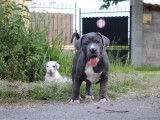 Chiots American Bully XXL à vendre