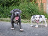 Chiots American Bully XXL à vendre