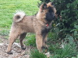 Mâle Eurasier LOF disponible pour saillie