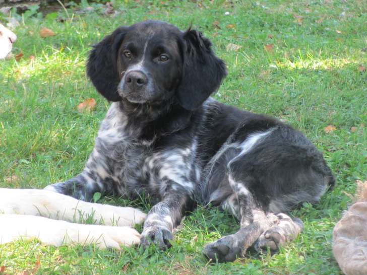 Chiots Épagneul Breton LOF à vendre