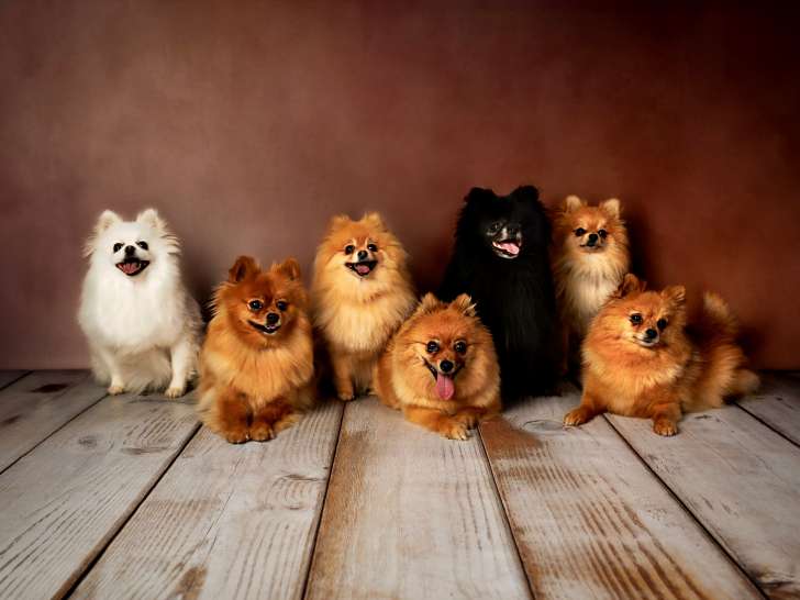 Nos chiens
