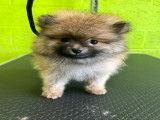 Chiots Spitz Nains à vendre
