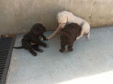 Chiots de race Lagotto Romagnolo à vendre (2 mâles)