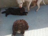 Chiots de race Lagotto Romagnolo à vendre (2 mâles)