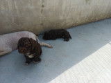 Chiots de race Lagotto Romagnolo à vendre (2 mâles)