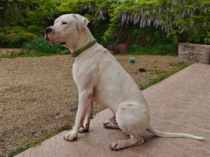 Chien adulte de race Dogue Argentin Mâle à donner