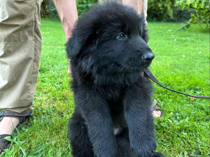 Chiots berger allemand ancien type dos droit