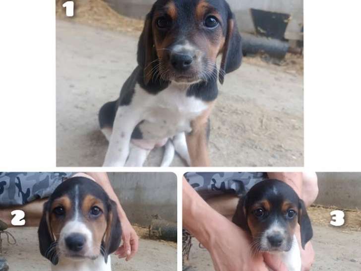 Chiots Anglo-Français de Petite Vénerie à vendre