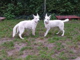 Chiots Berger Blanc Suisse à vendre