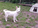 Chiots Berger Blanc Suisse à vendre