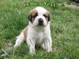 Chiots Saint Bernard à vendre