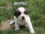 Chiots Saint Bernard à vendre