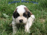 Chiots Saint Bernard à vendre