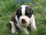 Chiots Saint Bernard à vendre