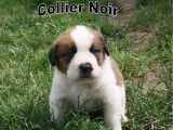 Chiots Saint Bernard à vendre