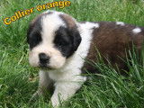 Chiots Saint Bernard à vendre
