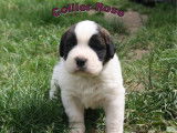 Chiots Saint Bernard à vendre