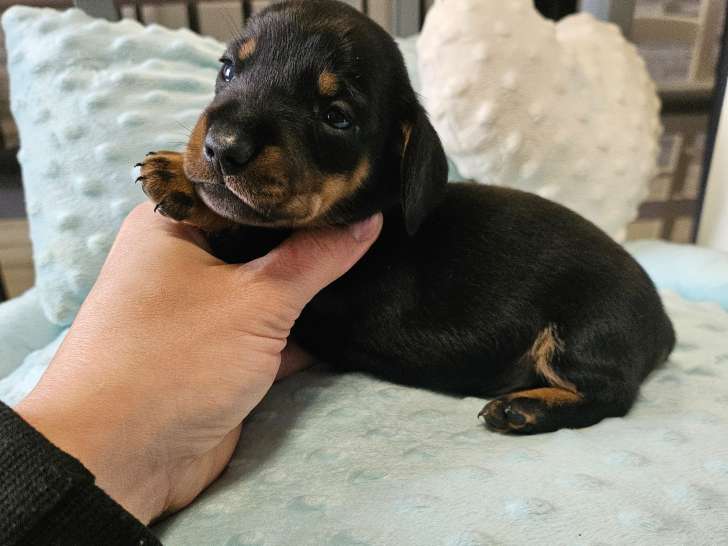 Chiot Teckel nain à vendre