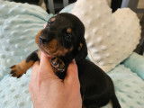 Chiot Teckel nain à vendre