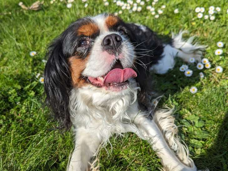 Mâle Cavalier King Charles disponible pour saillie