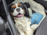 Mâle Cavalier King Charles disponible pour saillie