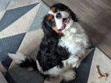 Mâle Cavalier King Charles disponible pour saillie