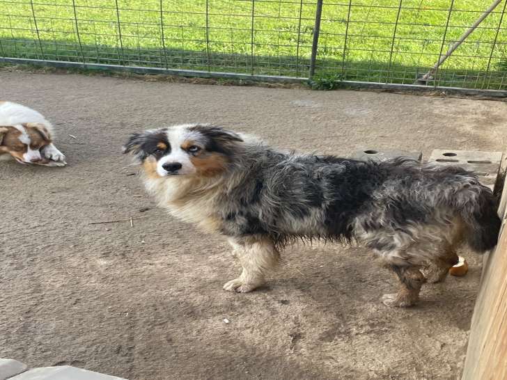 Chien Berger Australien adulte à vendre