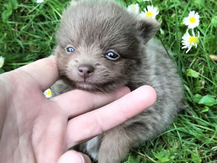 Magnifique femelle Spitz Nain à vendre