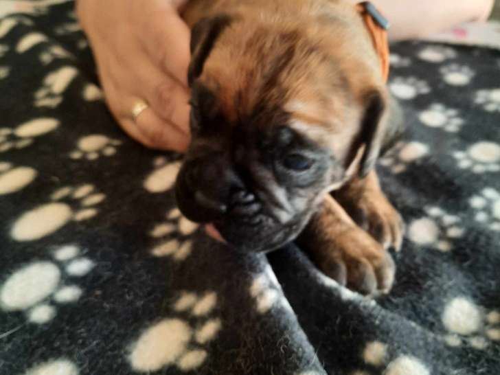 Chiots de race Boxer à vendre (1 femelle & 3 mâles)